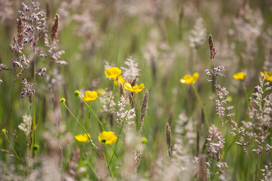 Hospice of St Francis Gardens Wildflowers