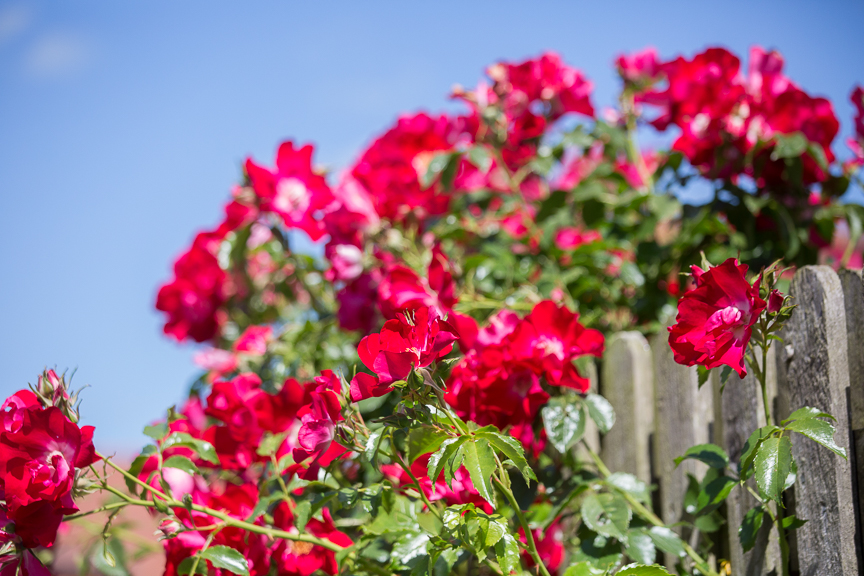 Hospice of St Francis Berkhamsted Gardens Beautiful Flowers