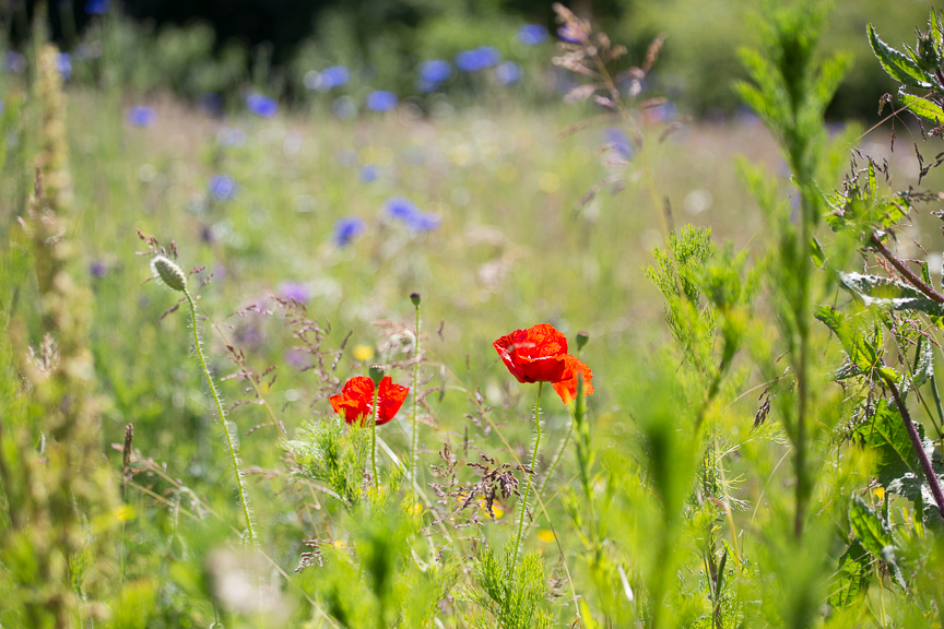 Hospice of St Francis Gardens Wildflowers