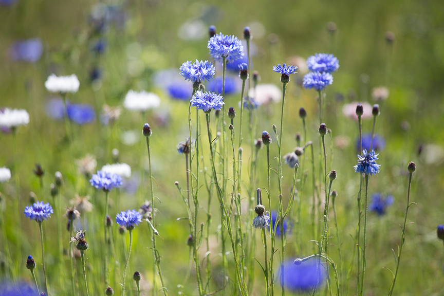 Hospice of St Francis Gardens Wildflowers